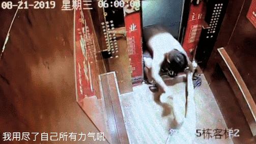 蒋劲夫家暴事件怎么处理,蒋劲夫回应家暴事件