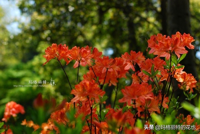 历史悠久的十大名花（海量美图），你选哪个做国花？