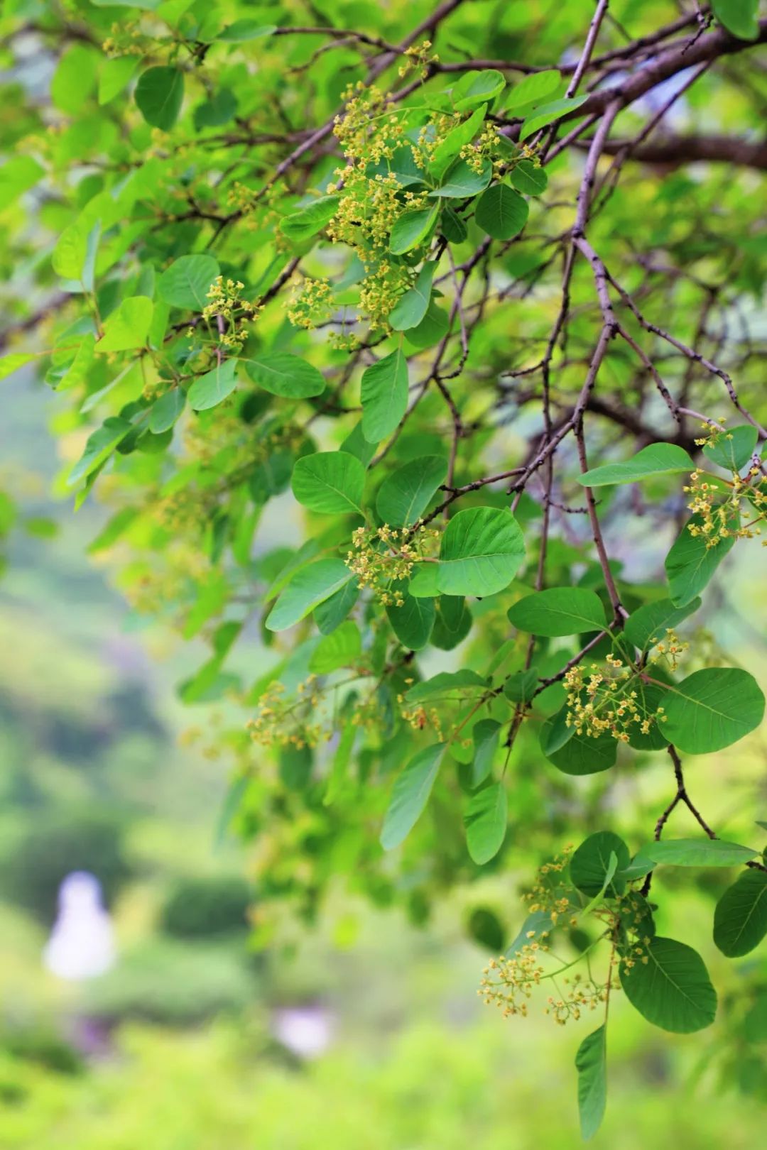 五一假期潍坊赏花踏青地推荐！这8个小众的绝美之地，一定要去走一走啊...