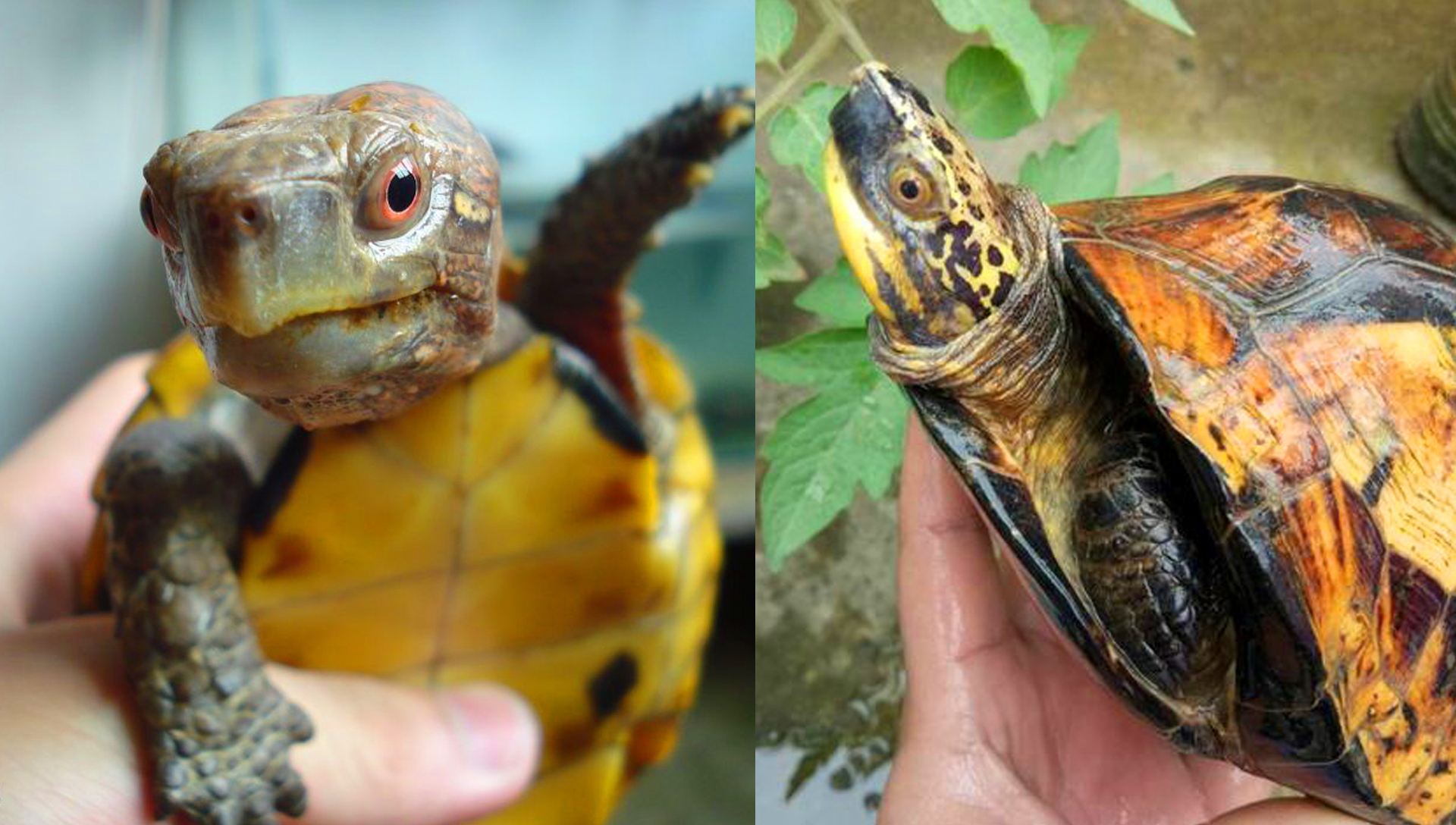 黄缘龟2022还会跌价么,黄缘闭壳龟局势