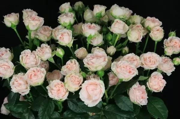 那些年你爱过的小说女配,那些年你爱过的老歌