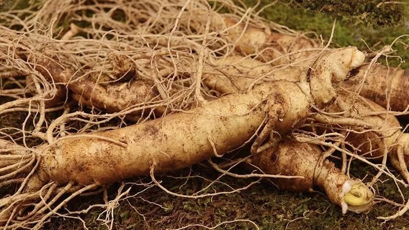 长白山鲜人参煲鸡,长白山精品袋装鲜人参炖鸡