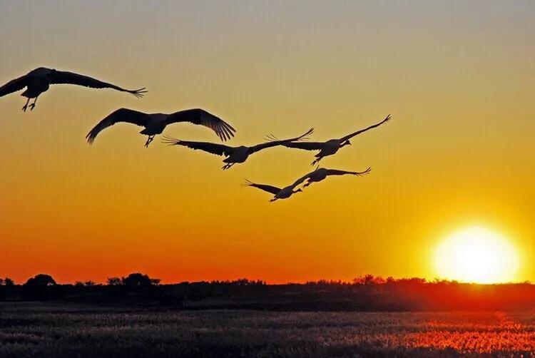 大雁属于杂食性的水禽,大雁最大品种