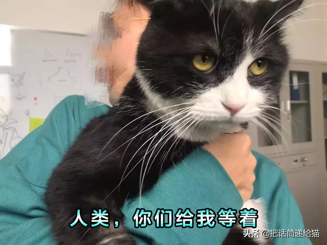 猫故事全集,猫故事小说