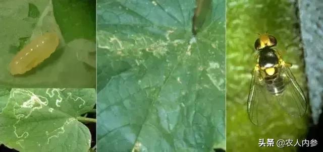 瓜类蔬菜主要病虫害识别与防治,瓜果蔬菜防虫害知识