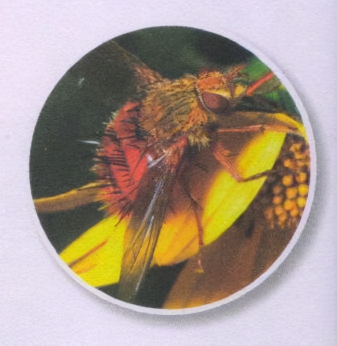 昆虫样子特点,昆虫视觉是什么样的