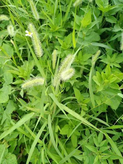 各种蔬菜水果祖先的样子,各种蔬菜祖先