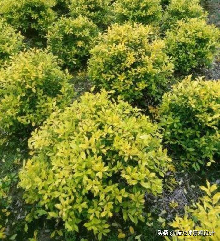 常见的灌木植物100种图片大全,灌木植物种类及图片