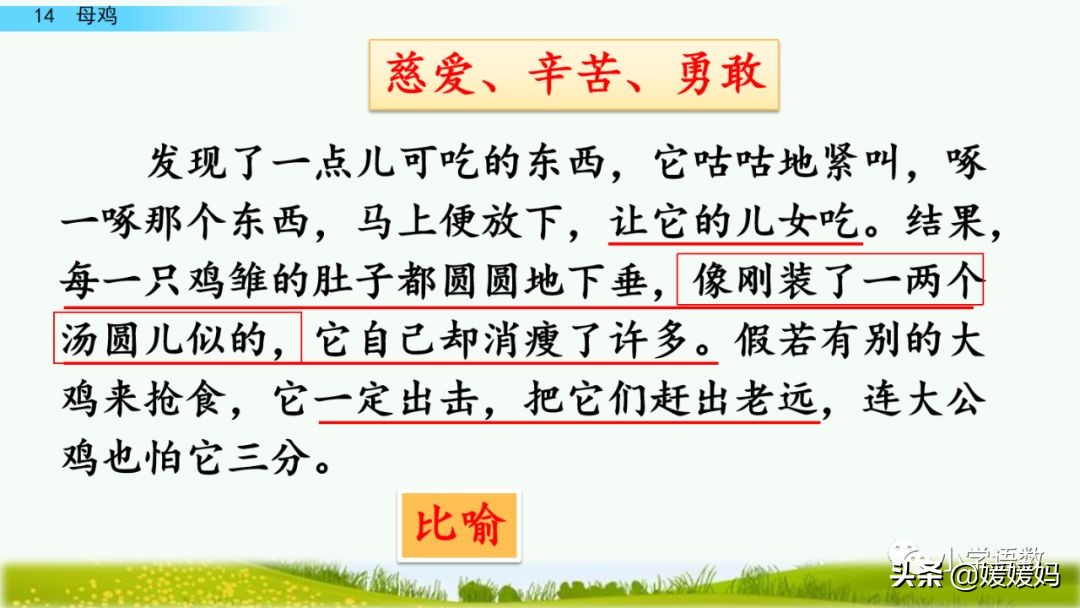 四年级下册第13课小练笔仿写母鸡,四年级下册14课母鸡的预习完整版