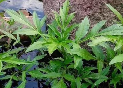 田里长草细看不是草,田间杂草的识别图片