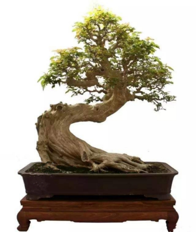 农村山上制作盆景的老树桩,农村盆景原材料