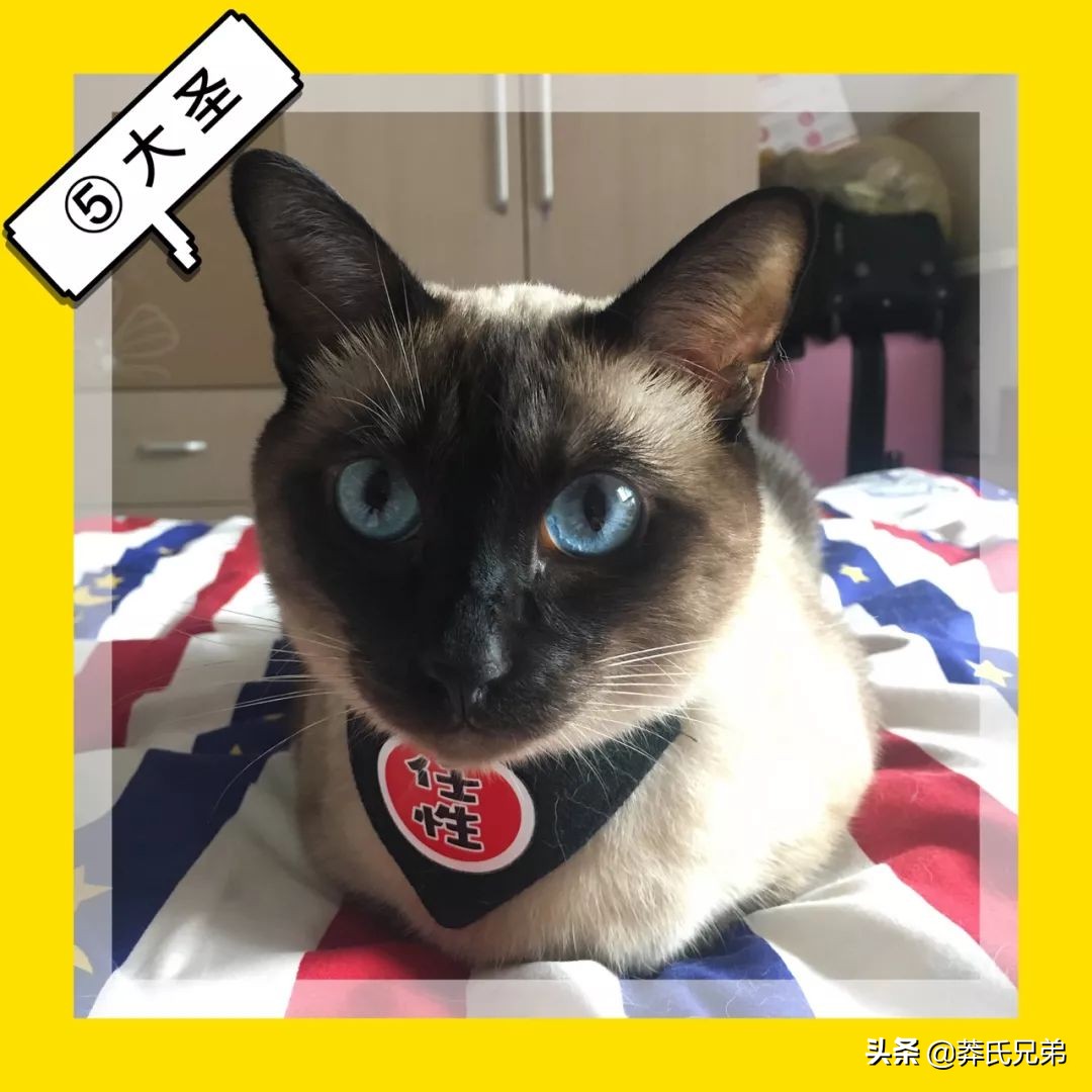 宠物秀场最新动态,亚宠展宠物时装秀人气火爆现场