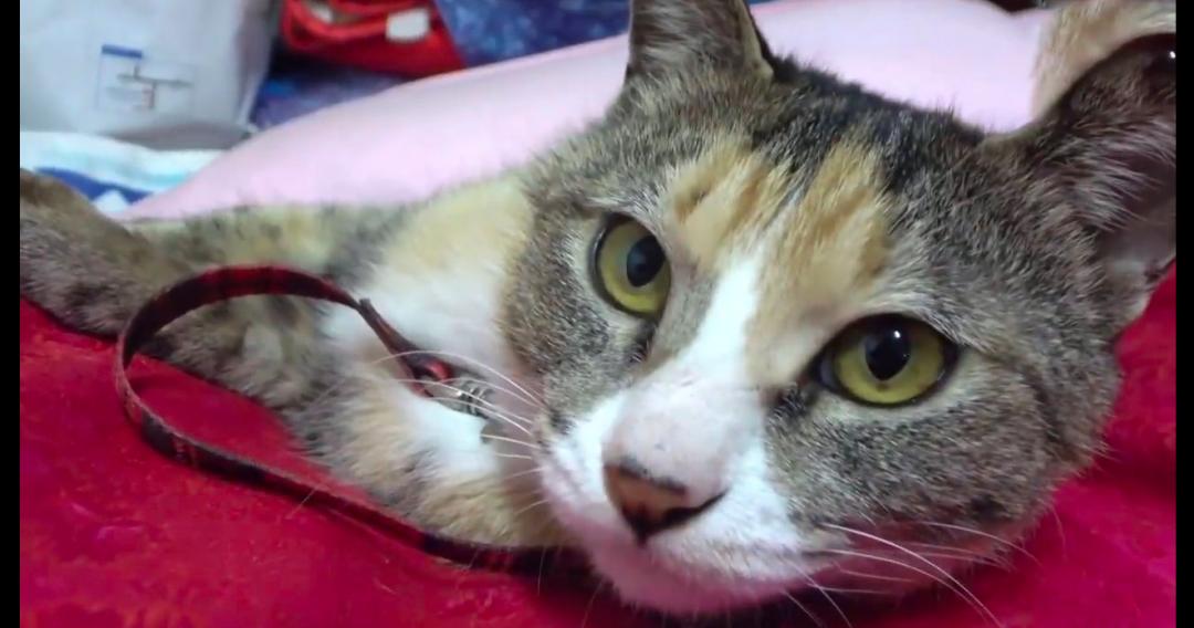 猫咪被老鼠夹住脚后肿了,猫咪被老鼠夹住前爪怎么办