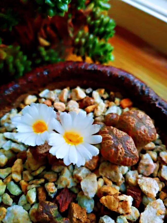 多肉生石花好看视频,多肉生石花开图