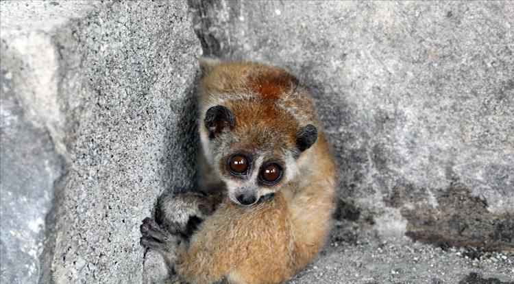 蜂猴受伤求救,陕西金丝猴受伤求救人类