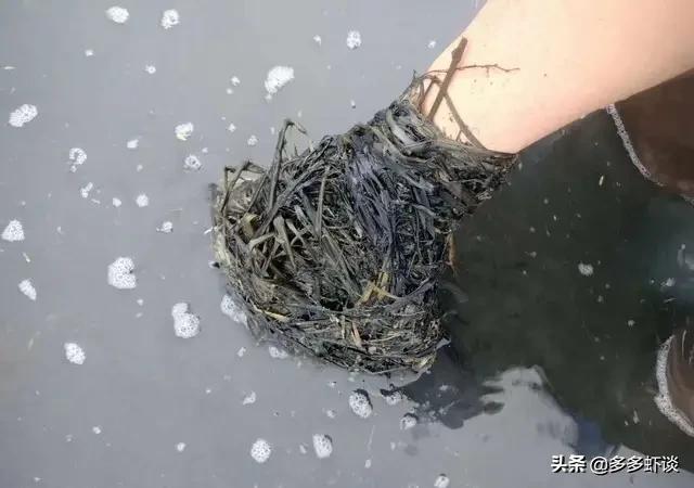 小龙虾五月瘟什么时间结束,小龙虾五月瘟的解决办法