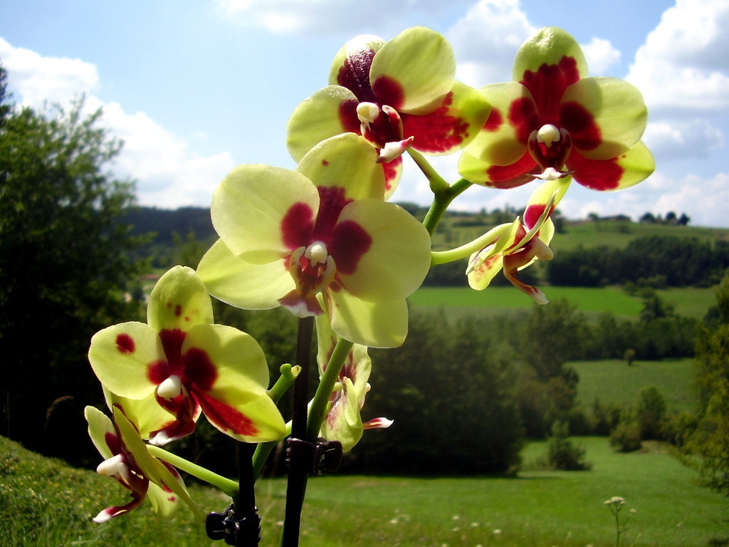 日语五十音图教学第六行,日语五十音教程第五行