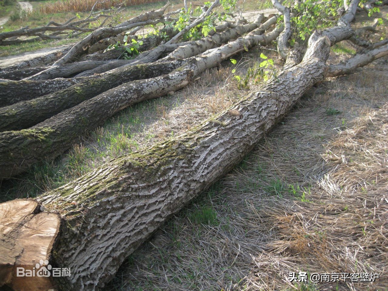 真火壁炉适合什么木材,真火壁炉燃料