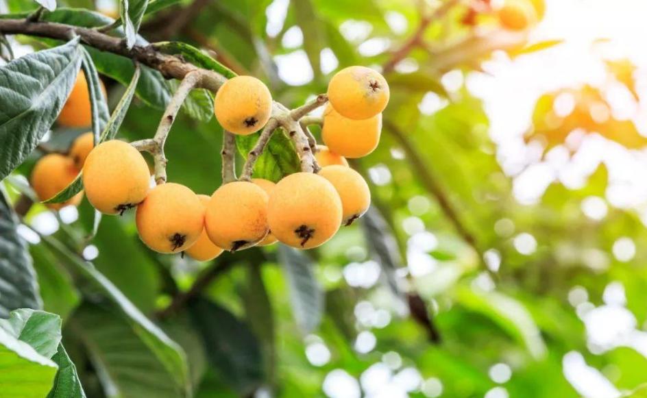 五月枇杷黄似橘诗句,五月枇杷黄似橘原文