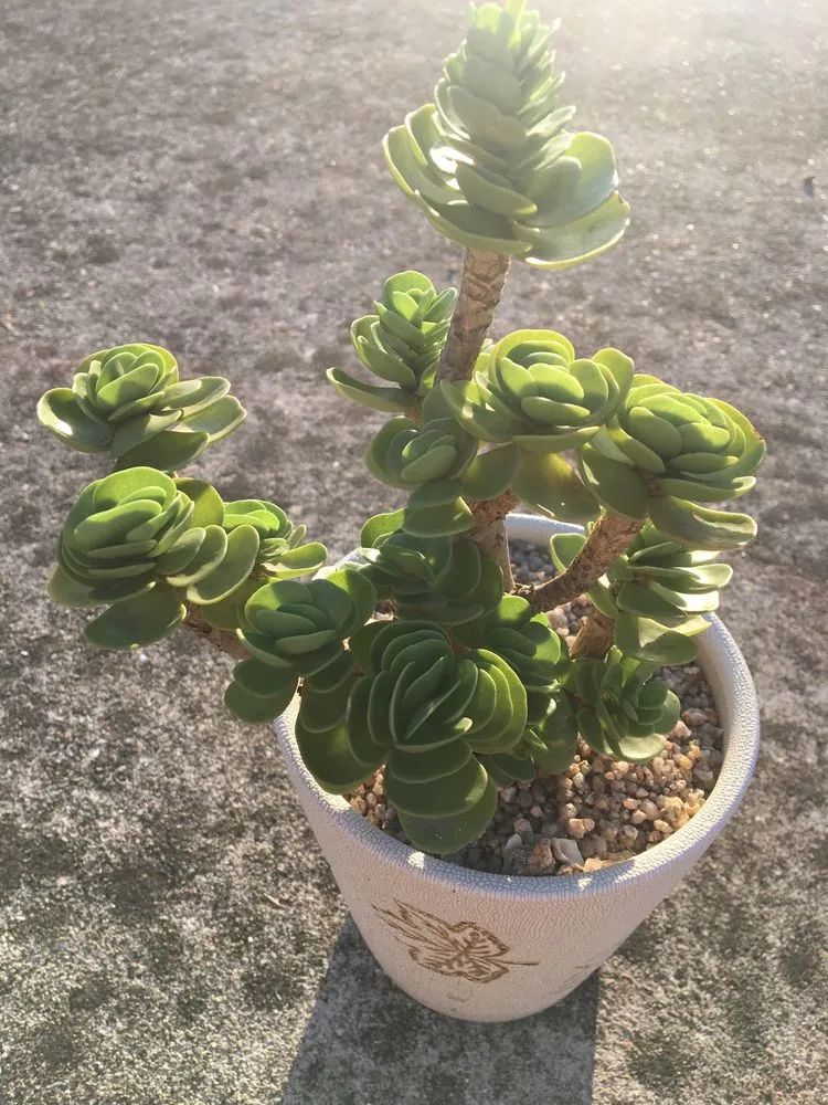 五颜六色的透明多肉,颜色超好看的多肉