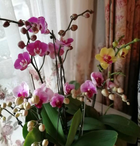 蝴蝶兰叶片发软咋回事,蝴蝶兰的叶片发软是什么原因