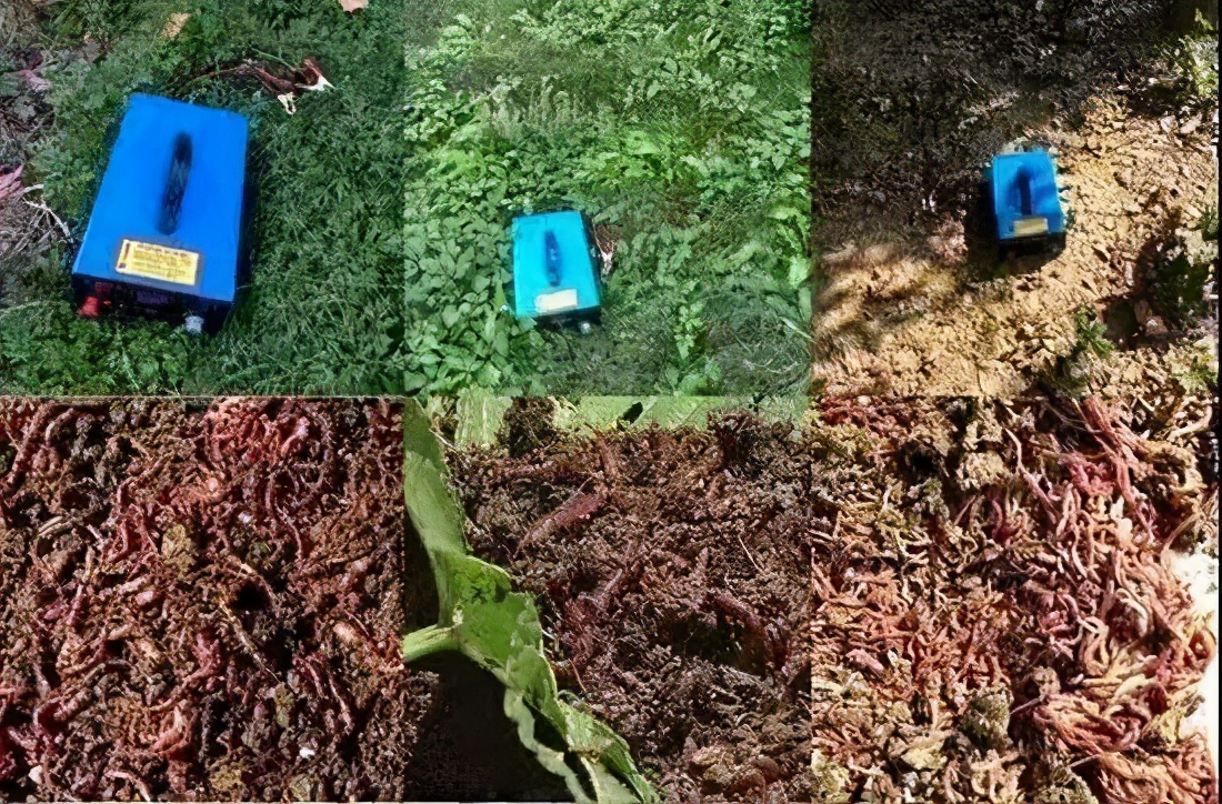 电击捕蚯蚓方法,电蚯蚓对土壤的危害