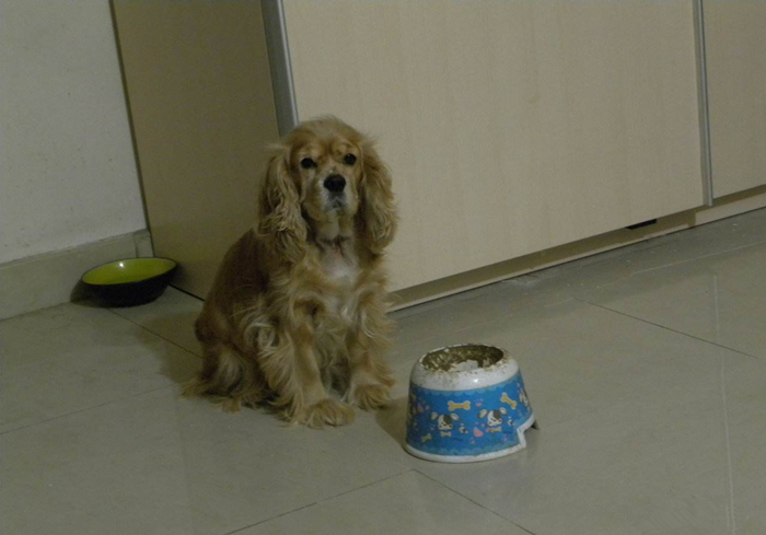 水泡的狗粮营养会不会流失,狗粮每次都需要水泡吗