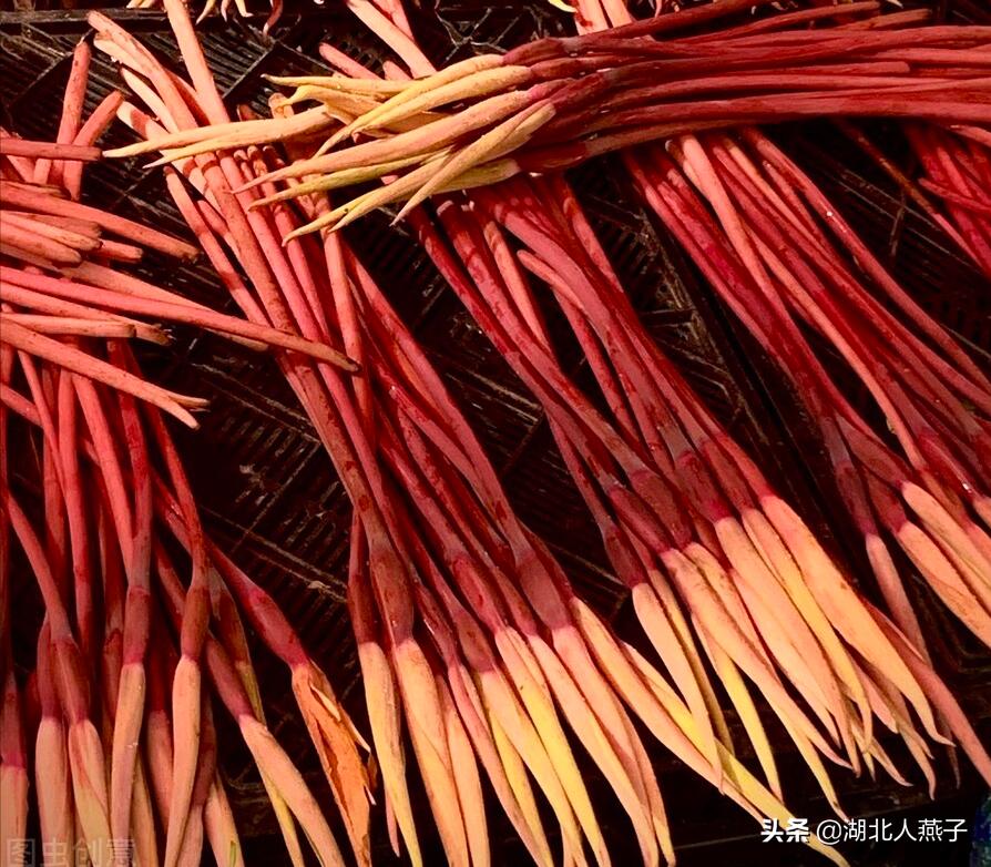 常见野菜的种类和图片大全 (各种野菜大全带图片)