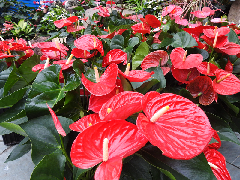 精灵之约•节气“植”说│上海的二十四节气花园小暑