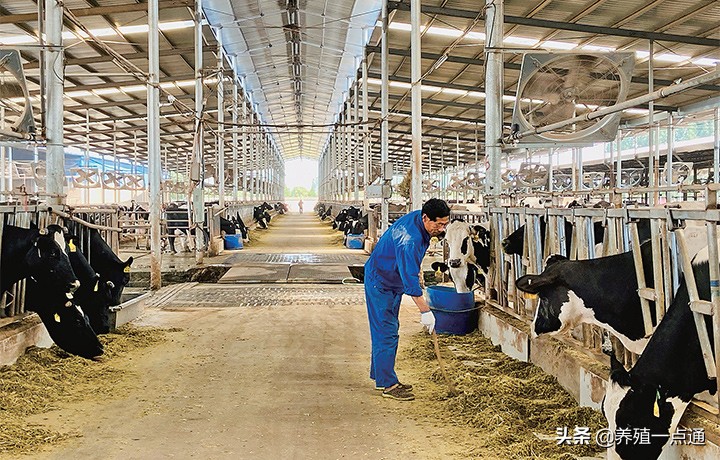高产奶牛的饲养管理技术要求,秋冬季节奶牛的饲养管理