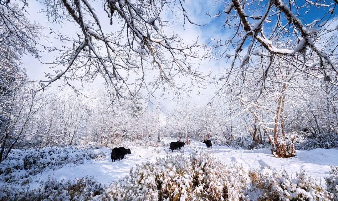 成都附近看雪一日游推荐表,成都周边轻徒步玩雪一日游