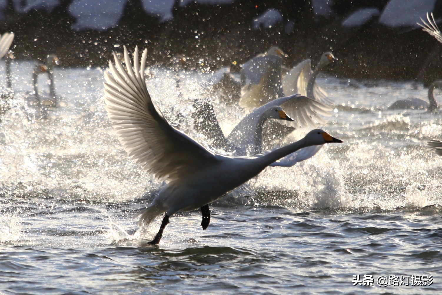 山东半岛最后一片黄金海岸，金沙银滩，海鸥翩舞，真正的世外桃源