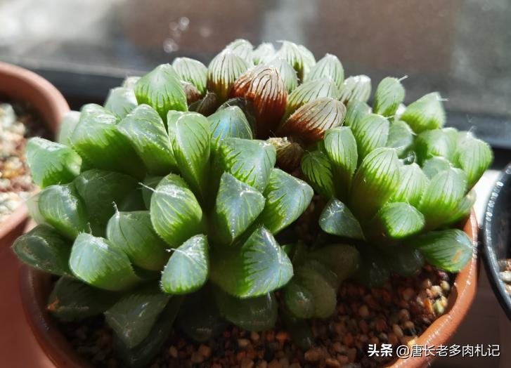 多肉白斑玉露叶片很薄,多肉玉露叶片软软的