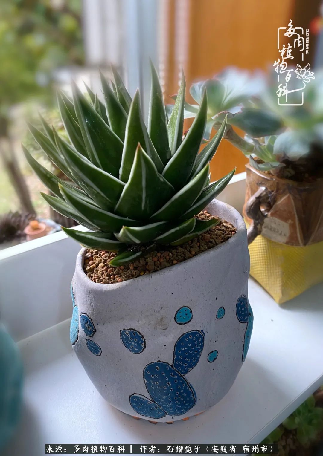 治愈系多肉：何以解忧，唯有多肉