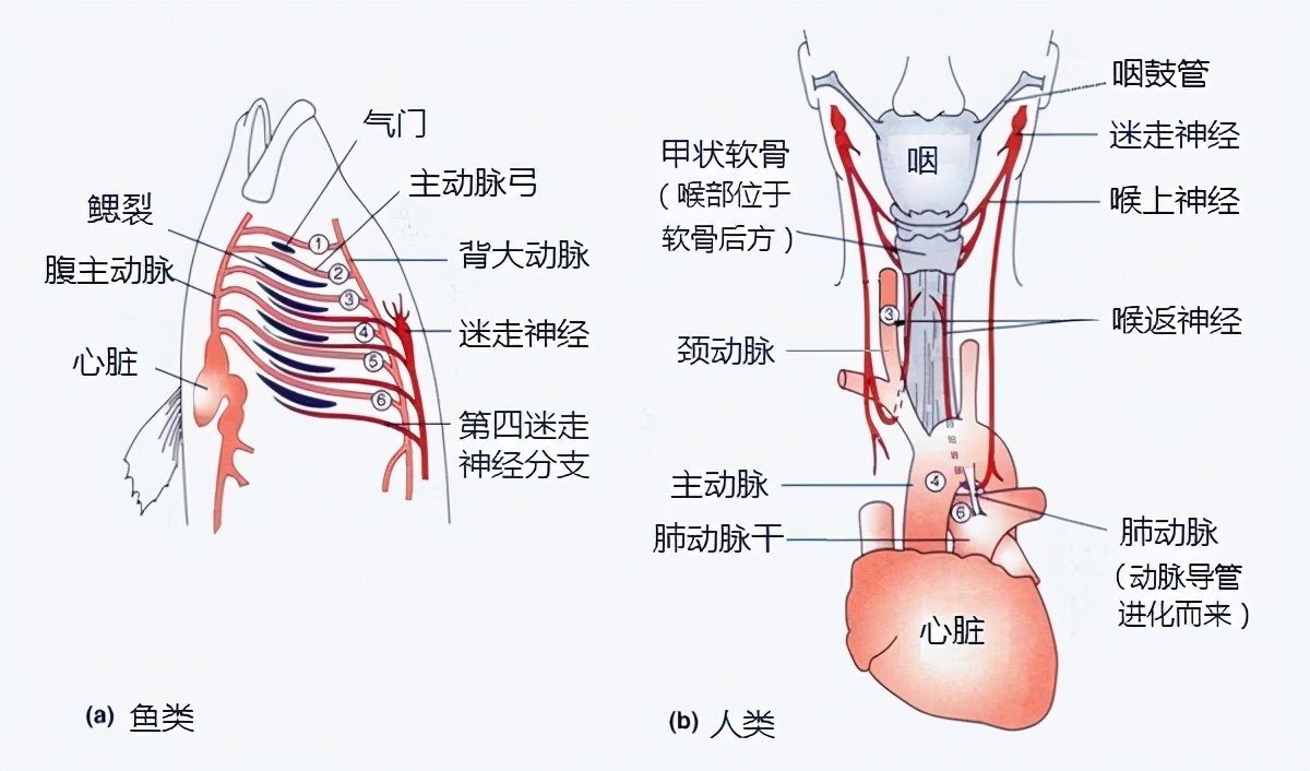 科学家说人是由鱼进化而来，那么现在人体内还保留着哪些证据呢？