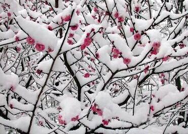 梅花香自苦寒来人生感悟,梅花香自苦寒来视频