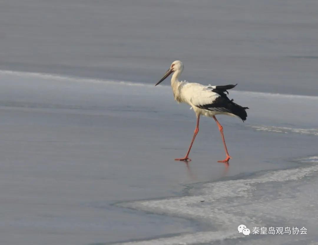 爱心让世界温暖的句子,爱心让生活更温暖