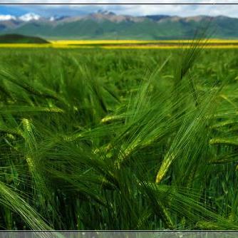 青海十大特产是哪些,青海有名的特产有哪些呢