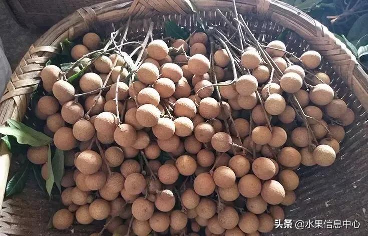 中国水果大全,中国水果大全图片和名字