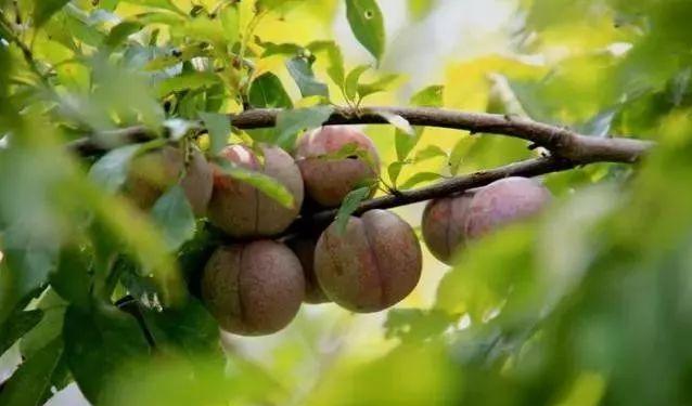 三华李采摘后施什么肥,三华李摘完李子后要怎样管理