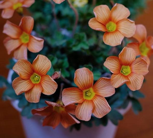 幸运草块根,幸运草悄然而生