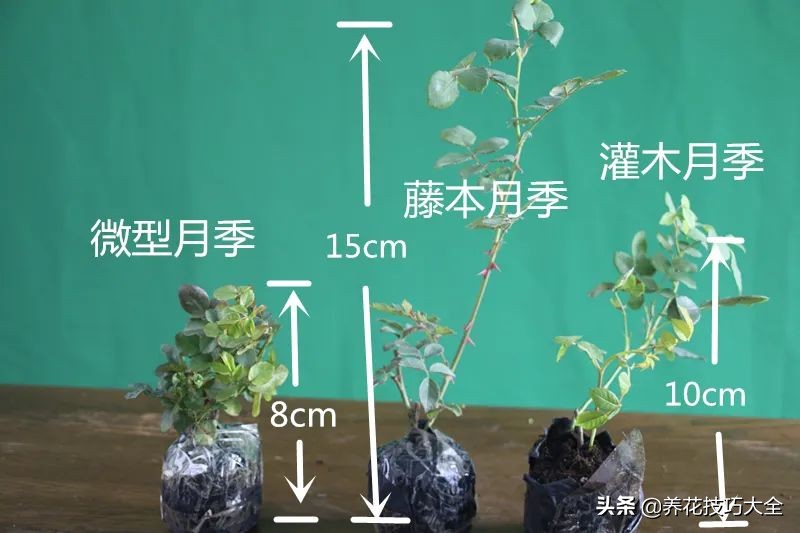 四季开花的月季又香又好养有几种,最漂亮10种盆栽月季