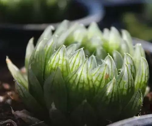 多肉早安图片大全,多肉大全100图