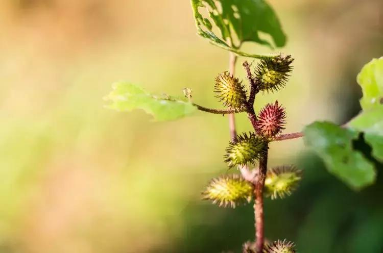 那些你绝对想不到的榨油作物，真是给古人的智慧跪了