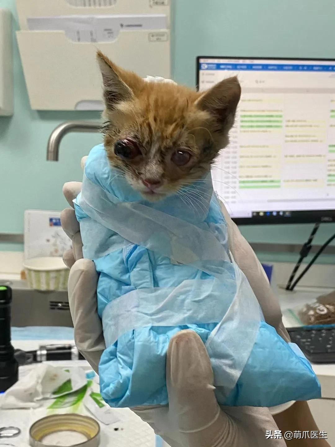 双目失明的猫怎么养,双目失明的猫有哪些