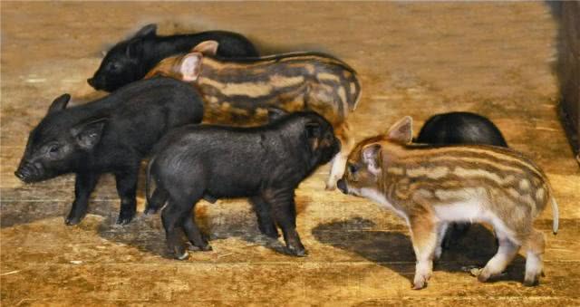 权力的游戏人鬼大战在第几集,权力的游戏人鬼大战混剪