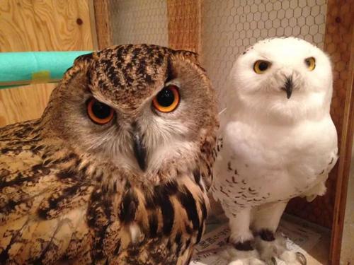 猫头鹰｜散发神秘与诡异，伟大的猎手，结果因为太萌了成了宠物