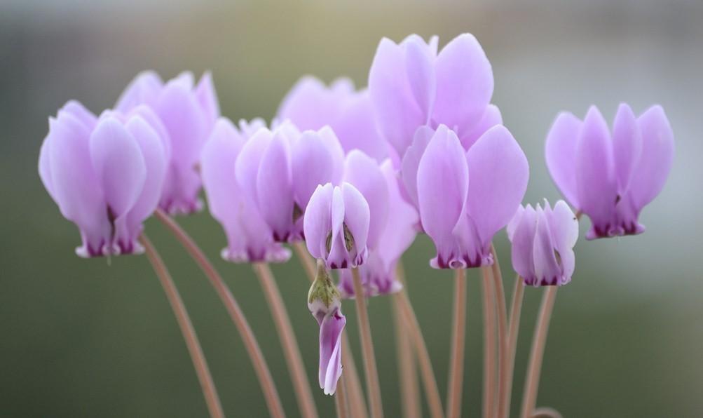 仙客来耷拉头,仙客来花蔫叶黄怎么补救