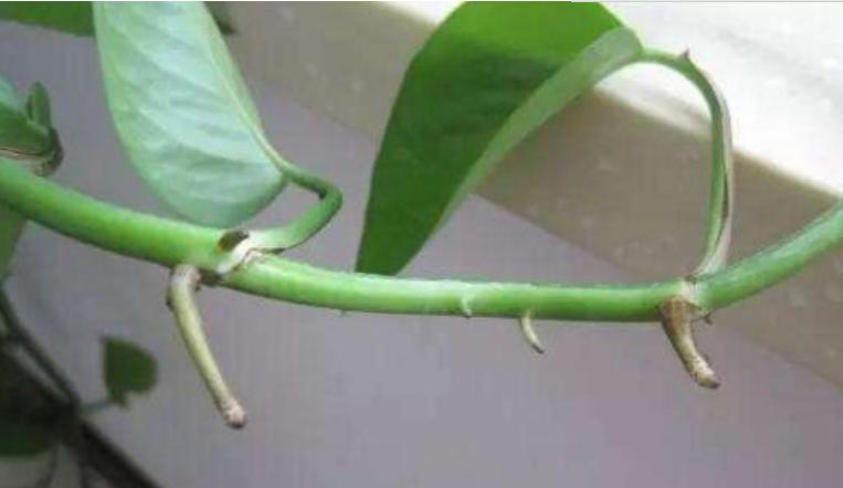 绿萝浇什么养得旺盛妙招,浇什么水才能让绿萝长得茂盛