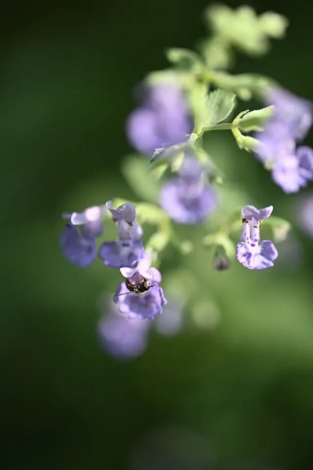 尼康105-2.8d微距镜头,尼康z1052.8s镜头拍摄效果